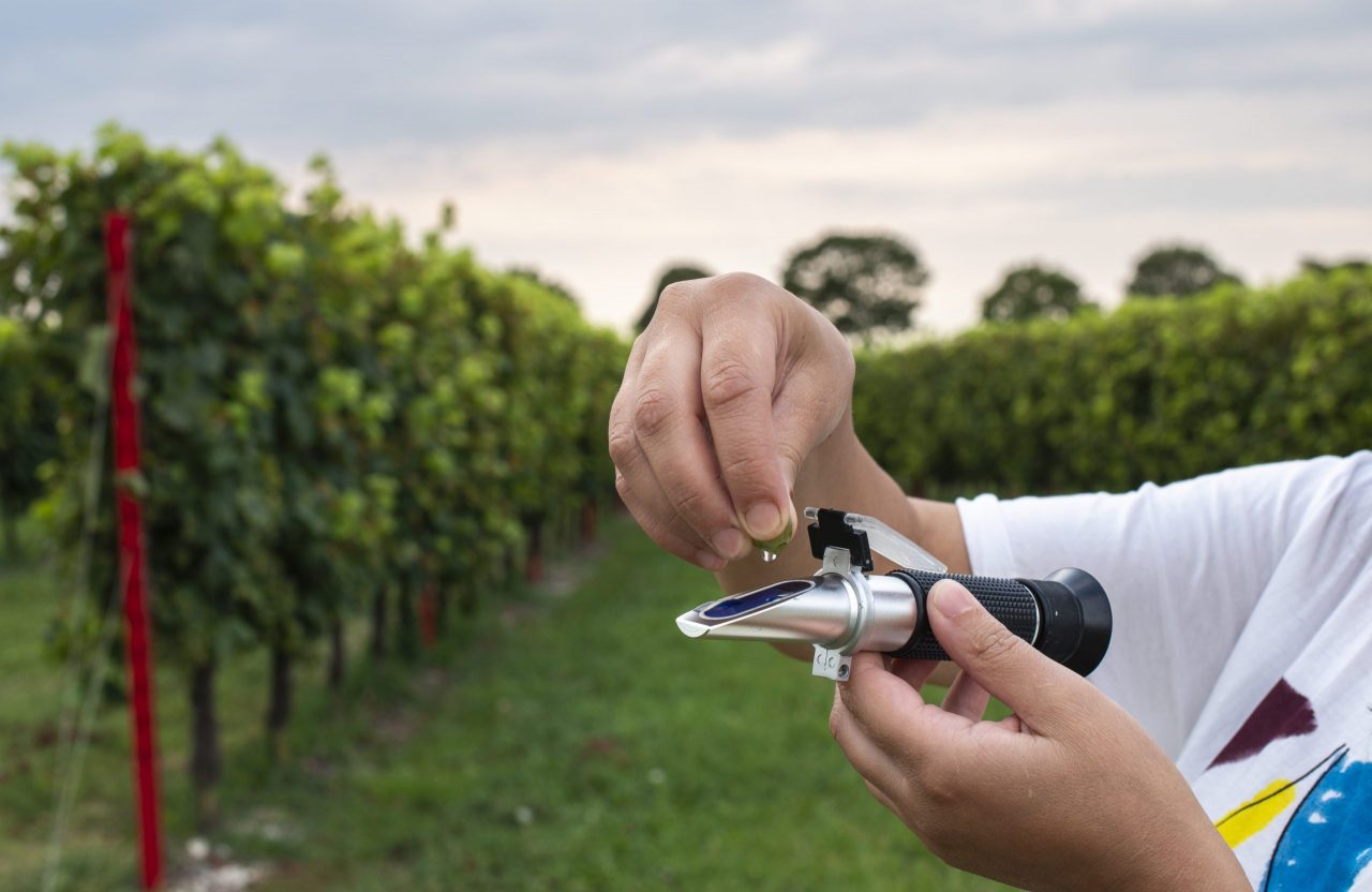 measure-grape-beans-in-vineyards-woman-farmer-mea-2021-09-01-21-14-36-utc-1-scaled-1280x832.jpg
